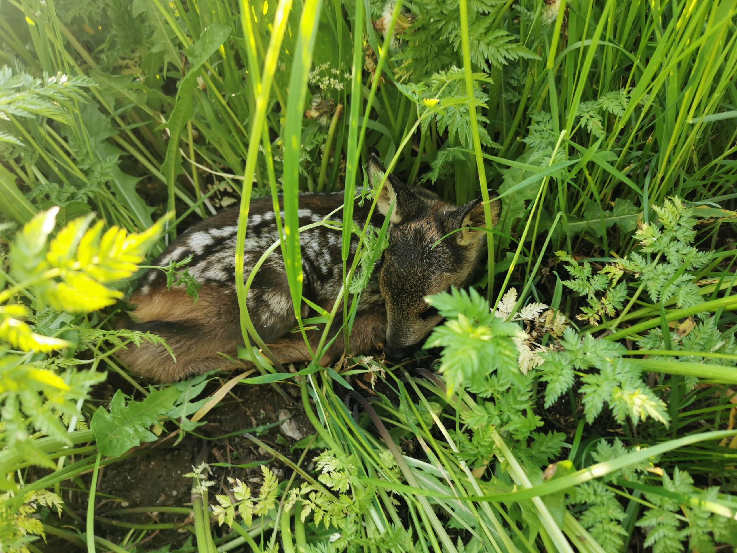 IMG_20210601_074713_1