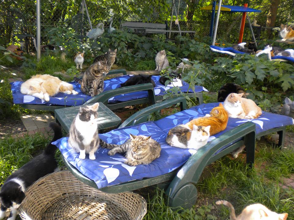 Unsere Katzen im Park im Sommer